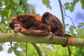 Venezuelan red howler (Alouatta seniculus), adult, female, juvenile, on tree, resting, South