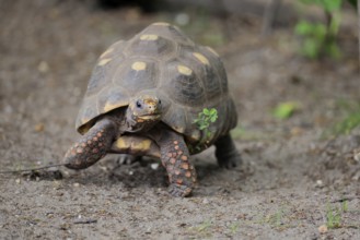 Coal turtle (Geochelone carbonaria), adult, foraging, running, South America