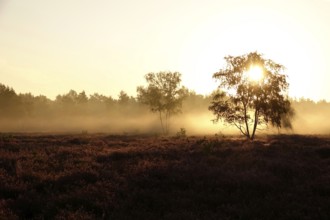 Morning atmosphere in a heath landscape, morning sun and fog, summer, Germany