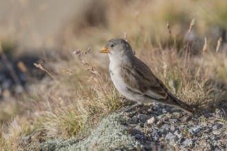 A young white snowfinch (Montifringilla nivalis) searches for food between rocks and grass. The
