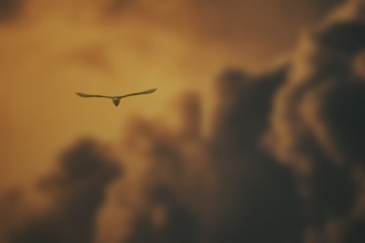 A bird in silhouette flying against an orange sunset sky with dramatic clouds