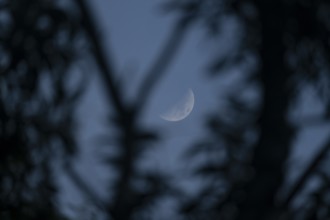 Crescent moon obscured by silhouette of branches against a dark night sky, Dhaka, bangladesh