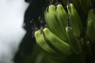 Close-up of vibrant green bananas in a cluster under natural lighting, Dhaka, Bangladesh