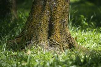 A tree trunk with textured bark surrounded by green grass, illuminated by sunlight