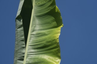 Close-up of a single green banana leaf against a clear blue sky