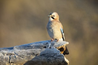 Eurasian jay (Garrulus glandarius) Germany