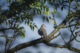 A Spotted dove (Spilopelia chinensis) sits on a tree branch surrounded by green leaves against a