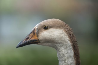 Close-up profile of a goose with a blurred green background, Gazipur, Bangladesh