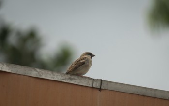 A sparrow perched on a rooftop against a blurred, neutral background, Gazipur, Bangladesh