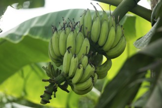 Cluster of unripe green bananas hanging from a banana plant surrounded by large leaves, Gazipur,