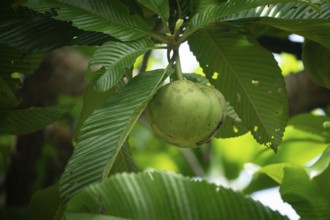 Elephant apple (Dillenia indica) hanging from a tree amid lush tropical foliage, Gazipur,