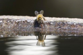 Drinking bee at a water basin, reflection, macro photography, summer, Germany