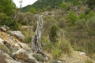 Stone walls in an olive grove, Majorca, Balearic Islands, Spain