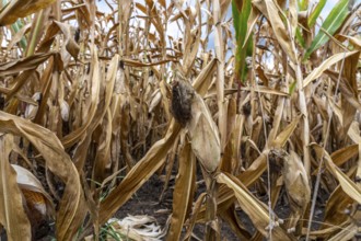 Maize field near Hünxe, dry plants, still being harvested, mostly used for concentrated feed for