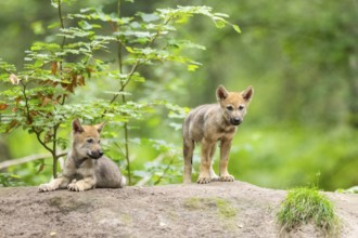 Eurasian wolf (Canis lupus lupus) cubs (youngster) on a little sand hill in the forest, Hesse,