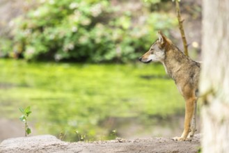 Eurasian wolf (Canis lupus lupus) standing on a little sand hill in the forest, Hesse, Germany