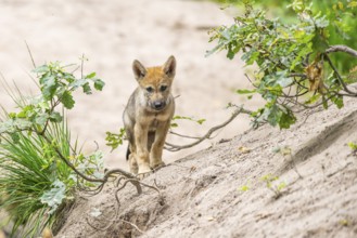 Eurasian wolf (Canis lupus lupus) cubs (youngster) on a little sand hill in the forest, Hesse,