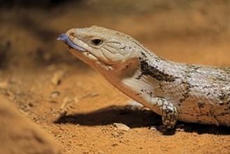 Blue-tongued skink (Tiliqua scincoides), adult, on ground, threatening, portrait, Australia,