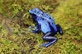 Blue poison dart frog (Dendrobates tinctorius), Blue poison dart frog, adult, alert, South America