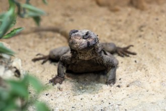 Chuckwalla (Common Chuckwalla ater), adult, on the ground, foraging, Southwest USA, North America,