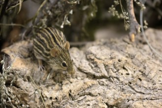 Typical striped grass mouse (Lemniscomys striatus), adult, on ground, alert, foraging, East Africa,
