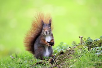 Squirrel (Sciurus vulgaris), adult, in a meadow, eating, with food, walnut, Mannheim, Germany