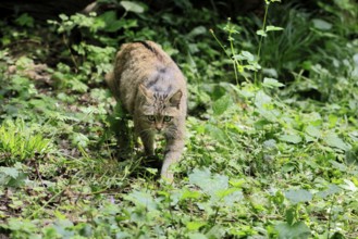 European wildcat (Felis silvestris), adult, stalking, in the forest, foraging, alert, Hesse,