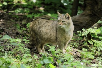 European wildcat (Felis silvestris), adult, in the forest, foraging, vigilant, Hesse, Germany,