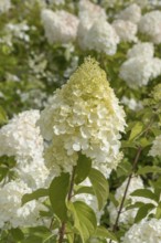 Panicle hydrangea (Hydrangea paniculata 'Polar Bear'), Finland