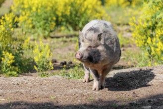 A Kunekune pig (sus scrofa domesticus), a domestic breed from New Zealand walks walks through a