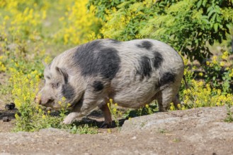 A Kunekune pig (sus scrofa domesticus), a domestic breed from New Zealand walks walks through a