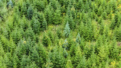 Christmas tree plantation in summer. Christmas trees grow in a coniferous forest for the coming