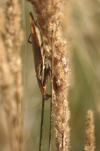 Praying mantis, August, Saxony, Germany