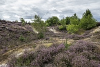 Heathland (Calluna vulgaris), Emsland, Lower Saxony, Germany