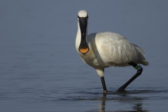 Eurasian spoonbill (Platalea leucorodia) adult bird in a shallow lagoon, England, United Kingdom