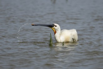 Eurasian spoonbill (Platalea leucorodia) adult bird feeding in a shallow lagoon, England, United