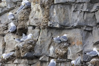 Group of kittiwakes (Rissa tridactyla) in a field wall, nesting sites, Mushamna, Spitsbergen,