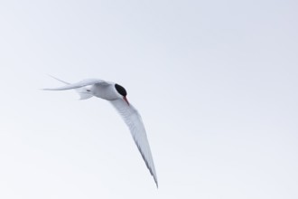 Arctic Arctic Tern (Sterna paradisaea) in a shaking flight to catch fish, Terns (Sterninae),