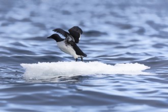 Thick-billed guillemot (Uria lomvia) on an ice floe, sea, water, alcids (Alcidae), Alkefjellet,