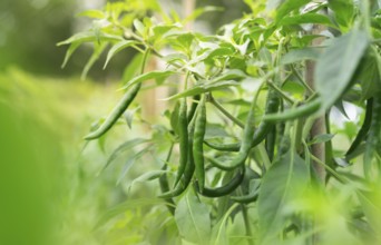 Green chili peppers hanging from a plant with vibrant foliage in a natural setting, Sreepur,