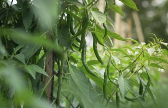 Chili plant with green peppers extending from lush leaves in outdoor environment, Sreepur, Gazipur,
