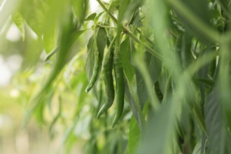 Focused image of green chili peppers growing amidst leaves in a garden, Sreepur, Gazipur,