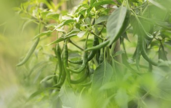 Close-up of green chilies growing on a plant with lush leaves in a garden, Sreepur, Gazipur,