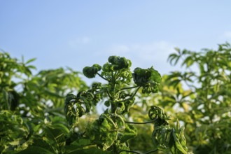 Jute tree plants with curled leaves under a clear blue sky in a sunny natural setting, Sreepur,