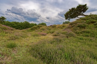 Ripple-crowned dune area in the Schleswig-Holstein municipality of Jörl. The nature reserve Düne am