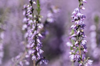 Heather (Calluna vulgaris), Emsland, Lower Saxony, Germany