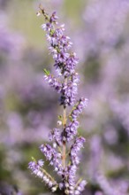 Heather (Calluna vulgaris), Emsland, Lower Saxony, Germany
