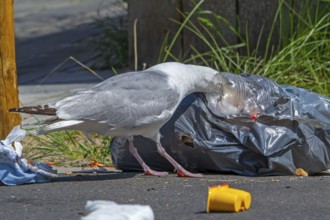 Bird nuisance by herring gull tearing up rubbish bag and feeding on trash, household refuse and