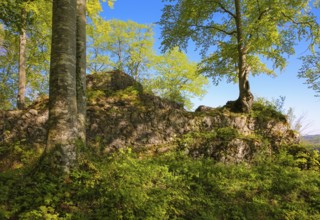Ruin of Alter Lichtenstein near Lichtenstein Castle, eaves of the Swabian Alb, trees, deciduous