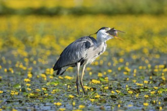 Grey heron (Ardea cinerea) amidst flowering sea pots (Nymphoides peltata) Hungary